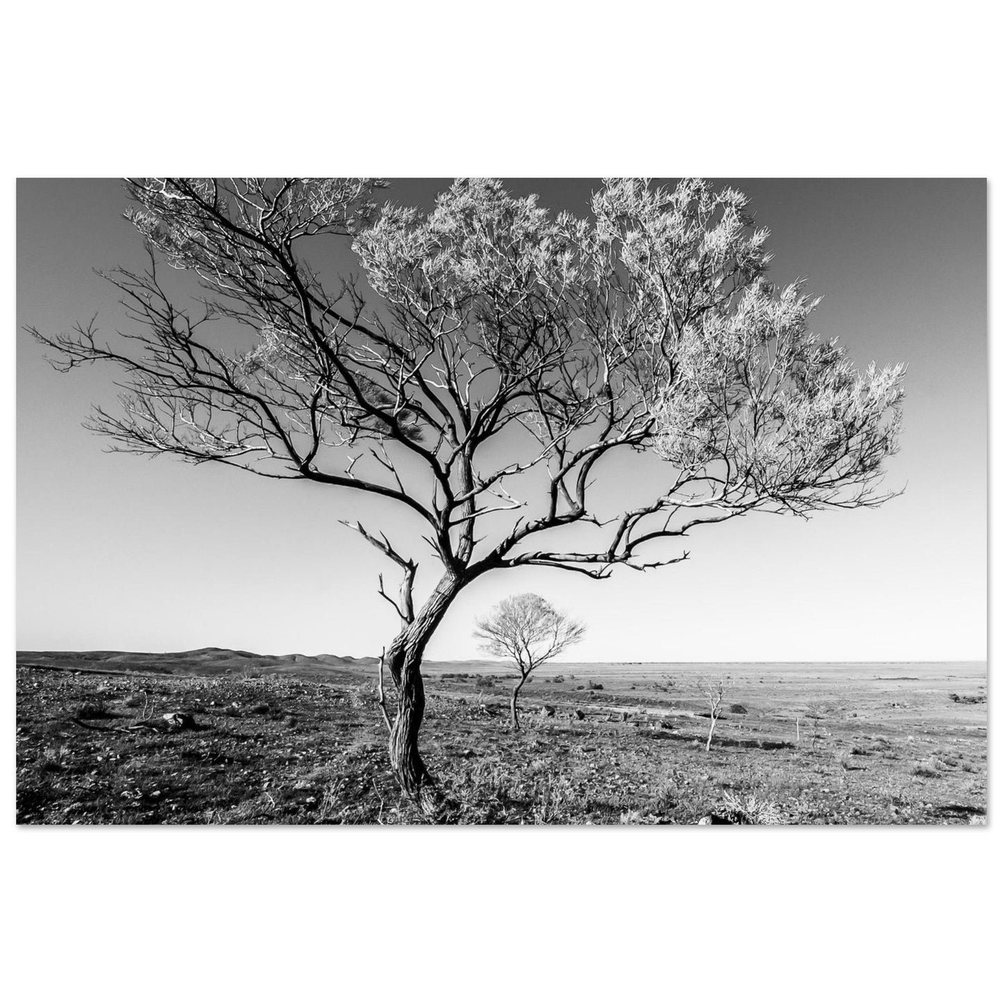Mundi Tree | Nature Print