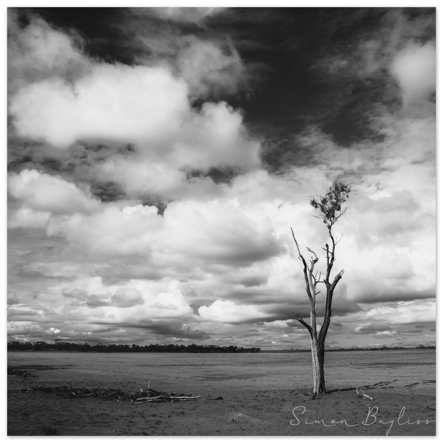 Drought Survival | Nature Print