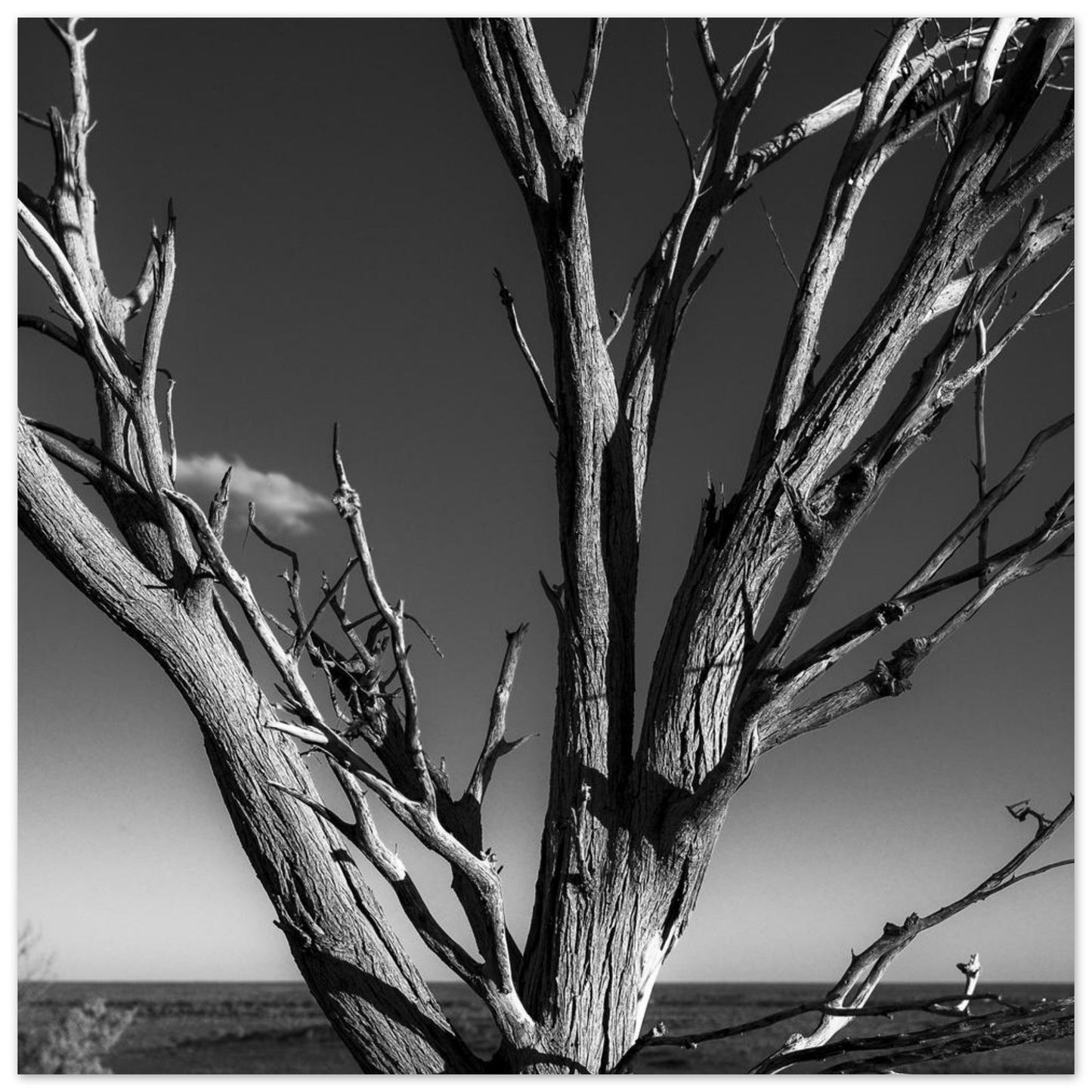 Weathered Alone | Solitude Print