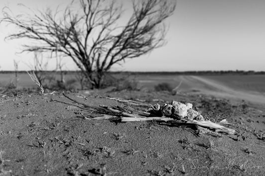 Sticks & Stones