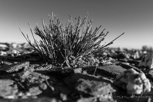 Tuft